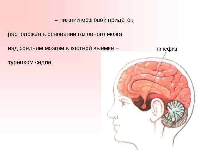 – нижний мозговой придаток, расположен в основании головного мозга над средним мозгом в костной