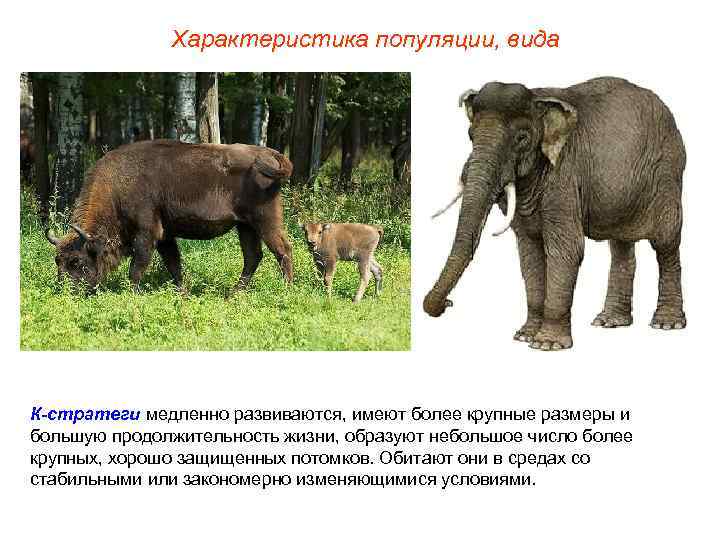 Характеристика популяции, вида К-стратеги медленно развиваются, имеют более крупные размеры и большую продолжительность жизни,