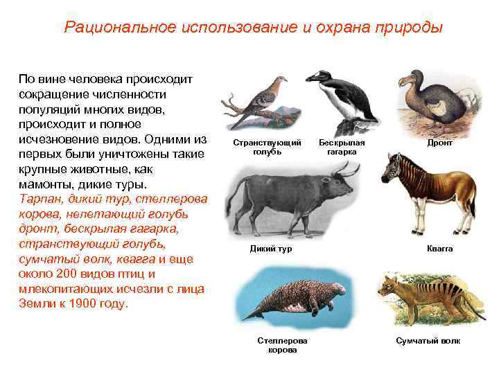 Использование и охрана животного мира презентация