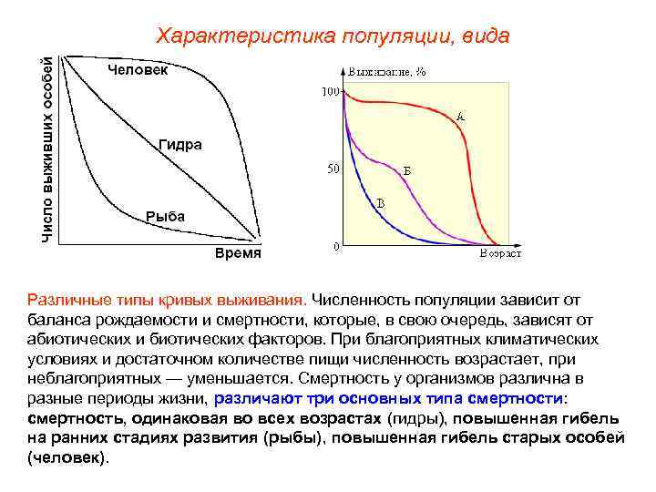 Характеристика популяции, вида Различные типы кривых выживания. Численность популяции зависит от баланса рождаемости и