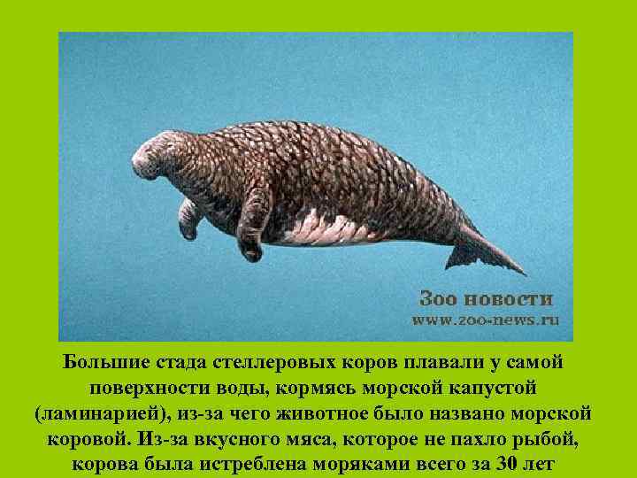 Большие стада стеллеровых коров плавали у самой поверхности воды, кормясь морской капустой (ламинарией), из-за