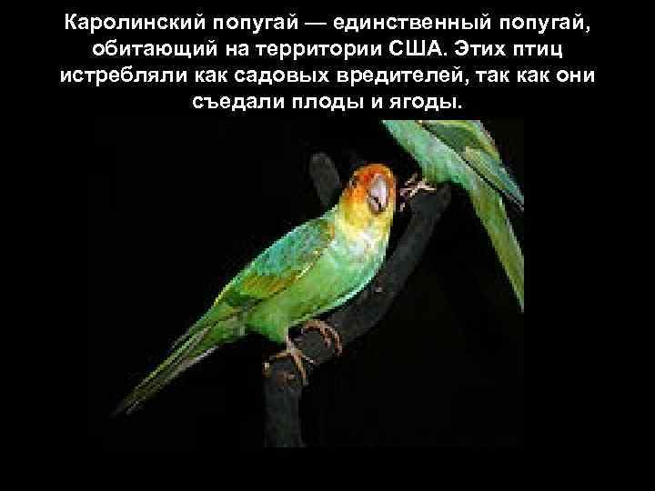 Каролинский попугай — единственный попугай, обитающий на территории США. Этих птиц истребляли как садовых