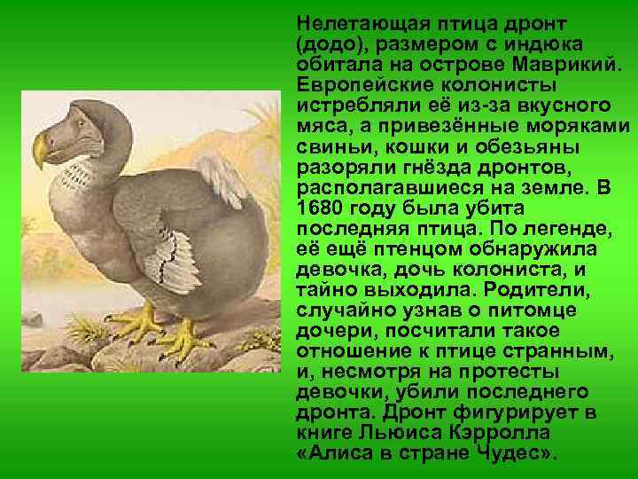 Нелетающая птица дронт (додо), размером с индюка обитала на острове Маврикий. Европейские колонисты истребляли