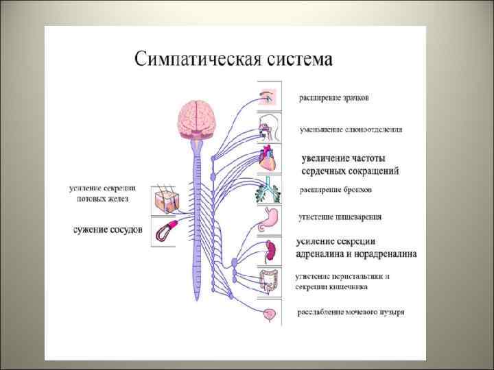 Симпатическая нервная система расширение зрачка. Симпатическая нервная система. Симпатическая система зрачок. Сужение сосудов нервная система