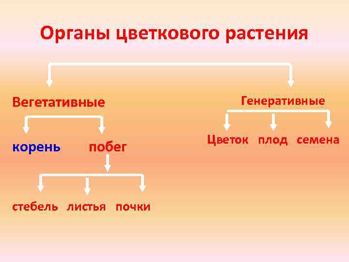 Органы цветкового растения Вегетативные корень побег стебель листья почки Генеративные Цветок плод семена 