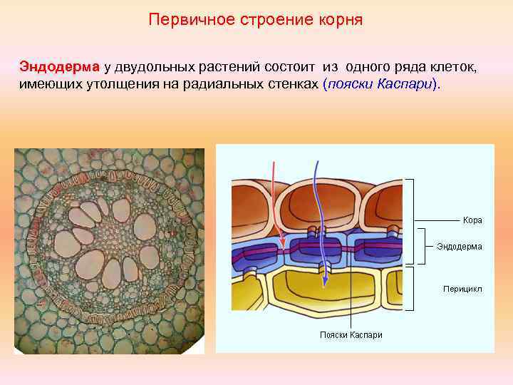 Первичное строение корня Эндодерма у двудольных растений состоит из одного ряда клеток, имеющих утолщения