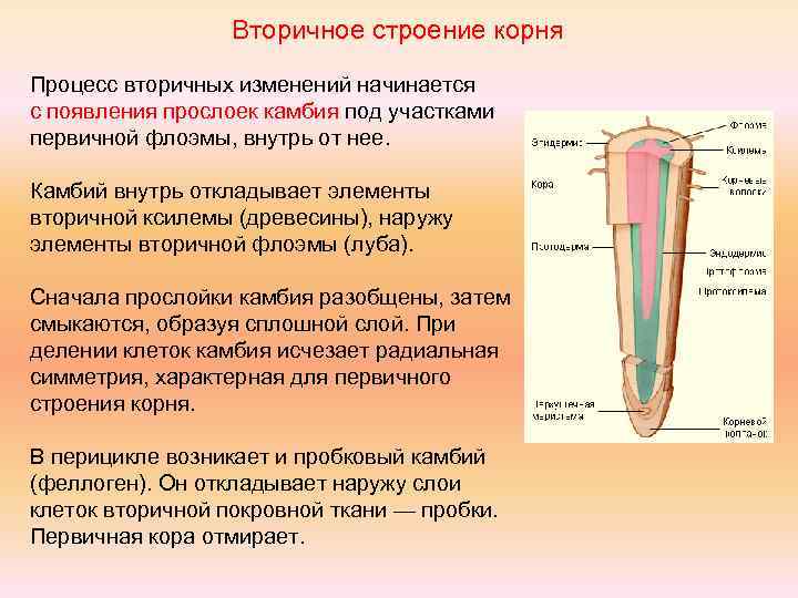 Вторичное строение корня Процесс вторичных изменений начинается с появления прослоек камбия под участками первичной