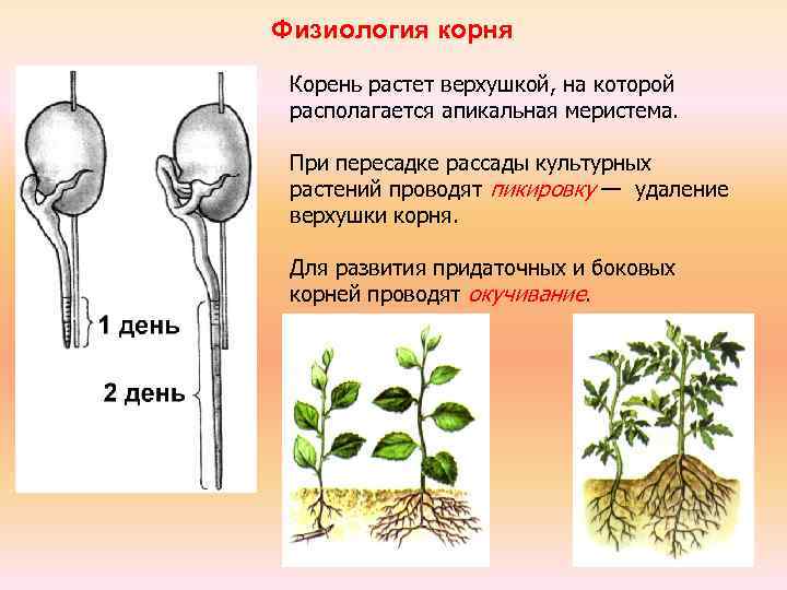 Верхушка побега и корня. Физиология корня растений. Верхушка корня растения. Корень растет верхушкой.