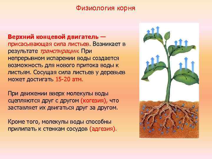 К какой группе относятся органы цветкового растения обозначенные на рисунке номерами 2 и 3