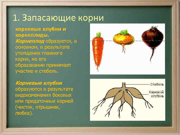 Чем отличаются корневые