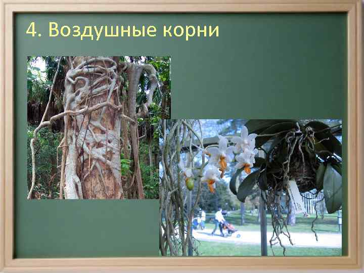 Воздушные корни выполняемая функция. Вегетативный корень.