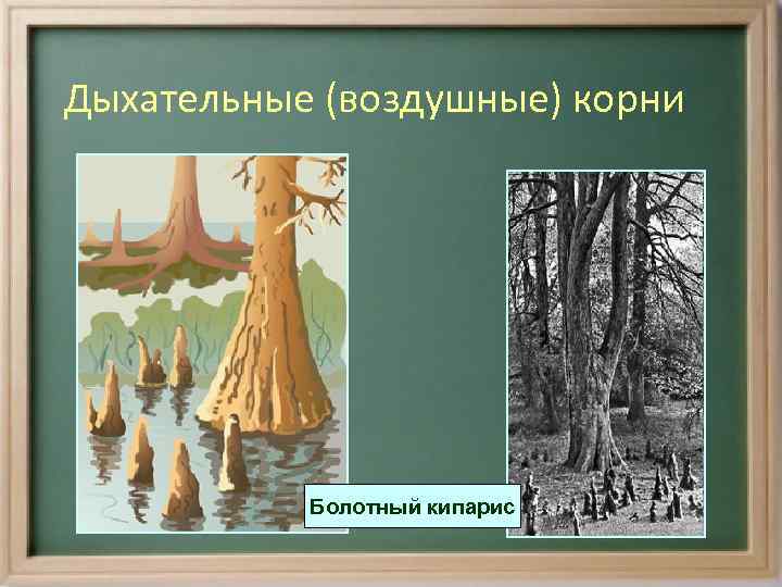 Дыхательные (воздушные) корни Болотный кипарис 