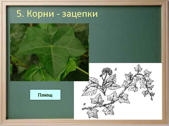 5. Корни - зацепки Плющ 