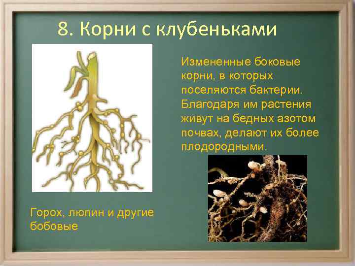 Род корневых 8