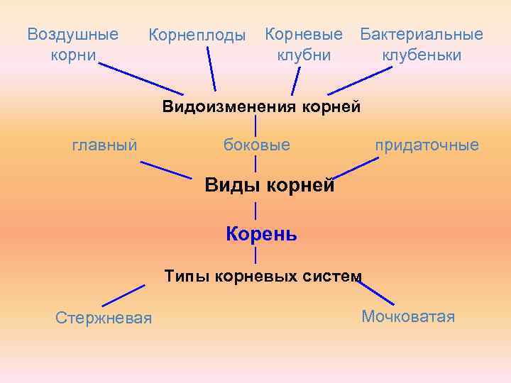 Воздушные корни Корнеплоды Корневые Бактериальные клубни клубеньки Видоизменения корней главный боковые придаточные Виды корней