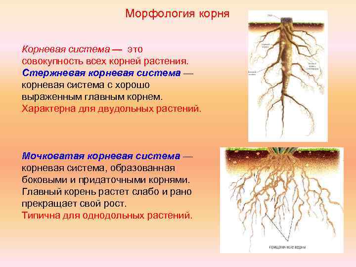 Особенности стержневой корневой. Стержневая или мочковатая корневая система. Корни стержневая мочковатая смешанная. Схема стержневой и мочковатой корневых систем. Корневая система 6 класс биология.