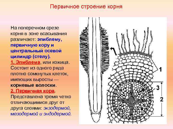 Структура корня