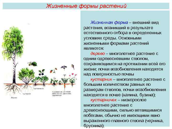 Жизненные формы растений Жизненная форма – внешний вид растения, возникший в результате естественного отбора