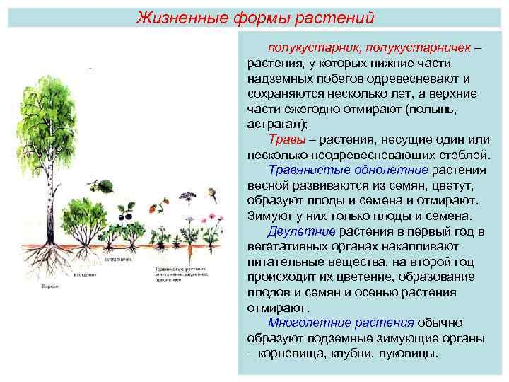 Жизненные формы растений полукустарник, полукустарничек – растения, у которых нижние части надземных побегов одревесневают