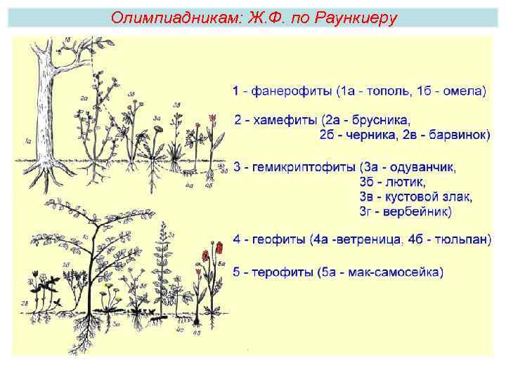 Олимпиадникам: Ж. Ф. по Раункиеру 