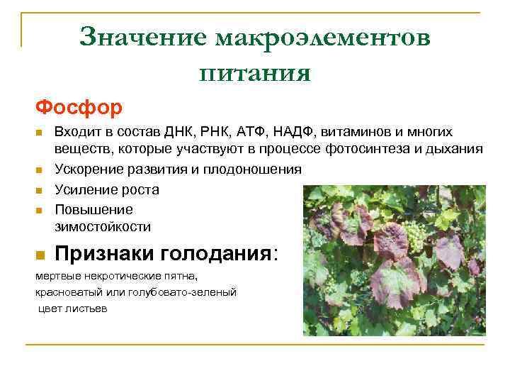 Значение макроэлементов питания Фосфор n n n Входит в состав ДНК, РНК, АТФ, НАДФ,