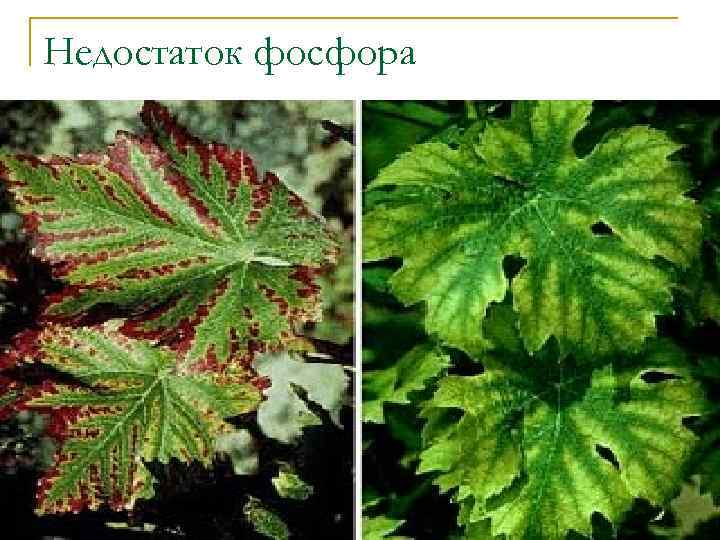 Недостаток фосфора 