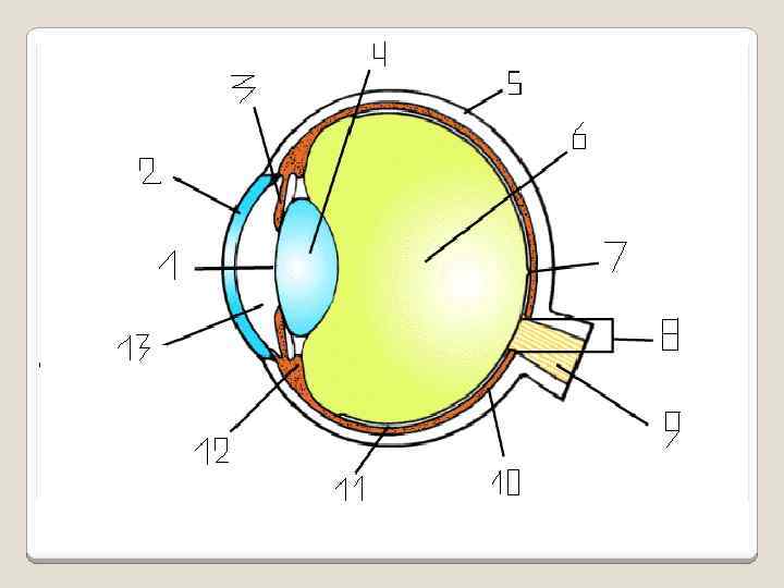 Прозрачная часть склеры относящаяся к оптической системе глаза на рисунке