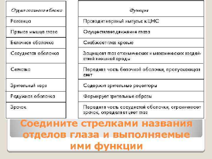 Соедините стрелками названия отделов глаза и выполняемые ими функции 