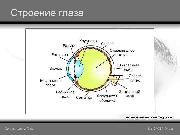 Строение глаза (Большая энциклопедия Кирилла и Мефодия 2002) Органы чувств: Глаз МЫСКОВА Ольга 