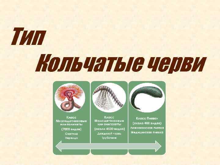 Тип Кольчатые черви 