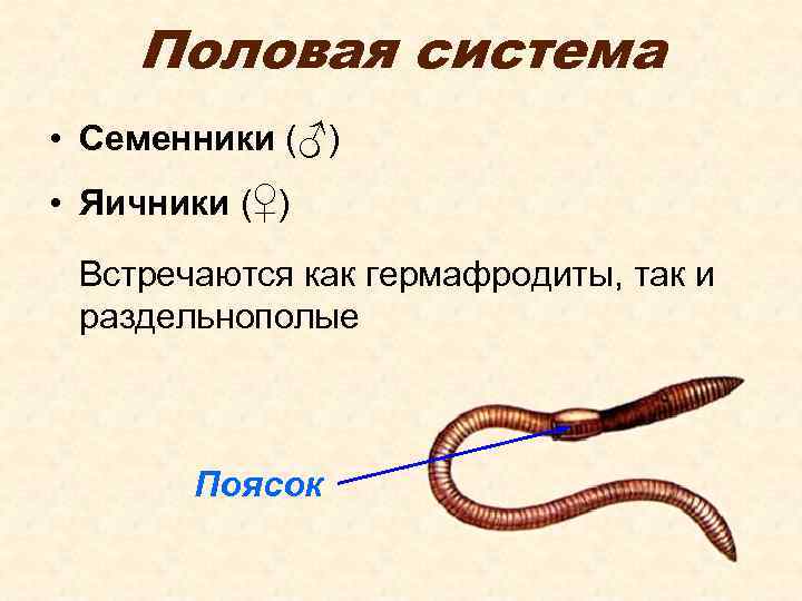 Половая система • Семенники (♂) • Яичники (♀) Встречаются как гермафродиты, так и раздельнополые