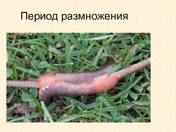 Период размножения 
