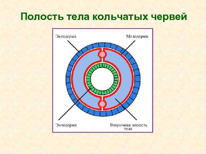 Полость тела кольчатых червей 