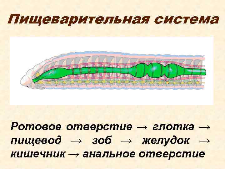 Пищеварительная система Ротовое отверстие → глотка → пищевод → зоб → желудок → кишечник