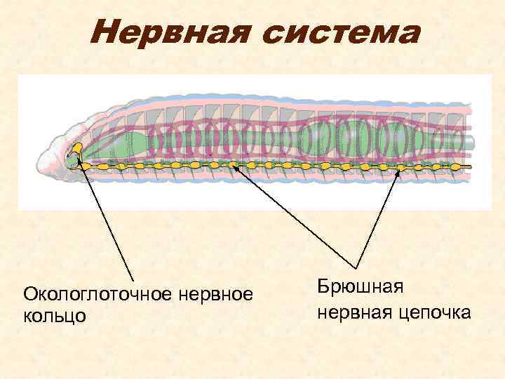 Рисунок органов дождевого червя