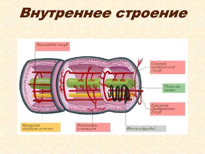 Внутреннее строение 