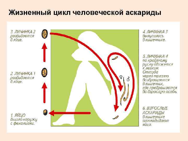 Жизненный цикл человеческой аскариды 