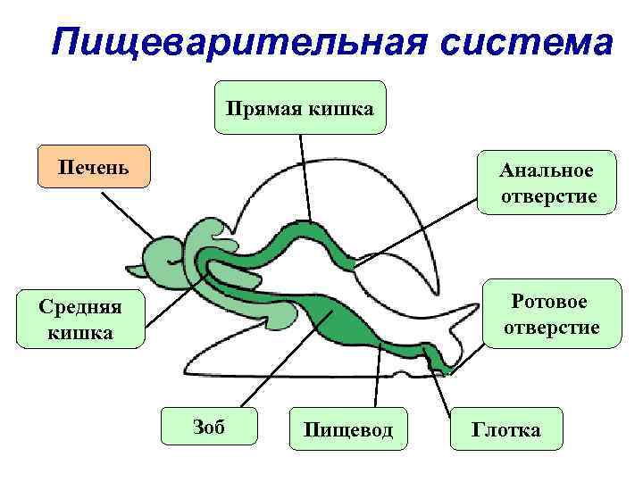 Пищеварительная система Прямая кишка Печень Анальное отверстие Ротовое отверстие Средняя кишка Зоб Пищевод Глотка