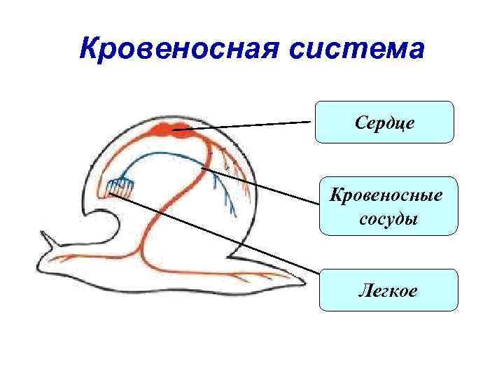 Сердце моллюсков. Кровеносная система моллюсков схема. Кровеносная система улитки схема. Схема строения кровеносной системы моллюсков. Кровеносная система прудовика.