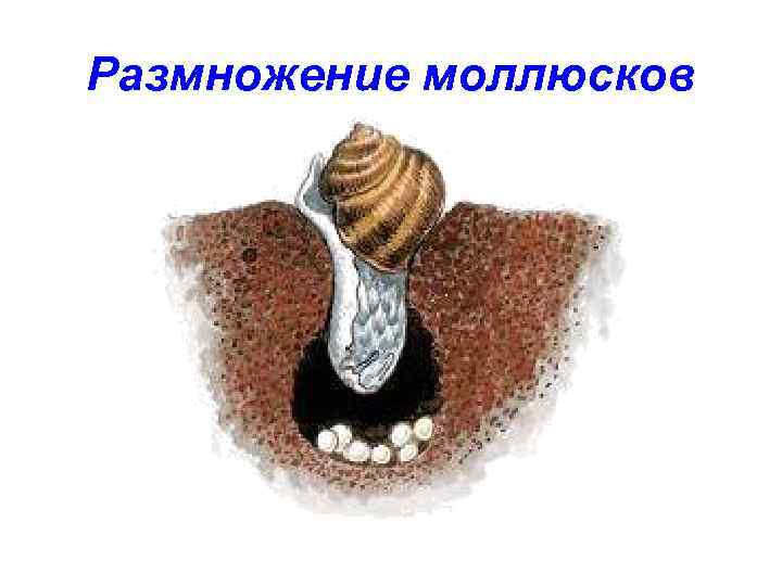 Размножение моллюсков 