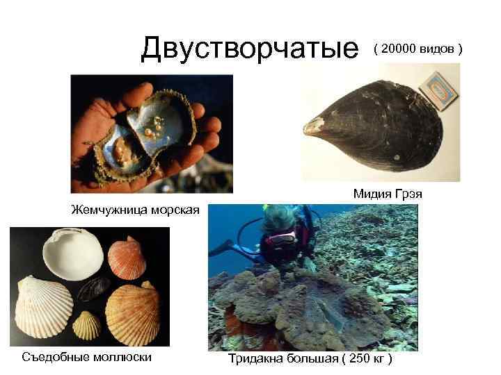 Двустворчатые ( 20000 видов ) Мидия Грэя Жемчужница морская Съедобные моллюски Тридакна большая (