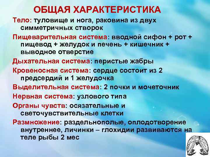 ОБЩАЯ ХАРАКТЕРИСТИКА Тело: туловище и нога, раковина из двух симметричных створок Пищеварительная система: вводной