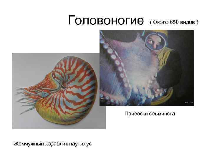 Головоногие ( Около 650 видов ) Присоски осьминога Жемчужный кораблик наутилус 