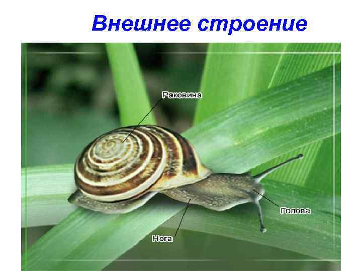 Внешнее строение 