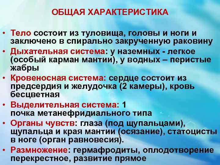 ОБЩАЯ ХАРАКТЕРИСТИКА • Тело состоит из туловища, головы и ноги и заключено в спирально