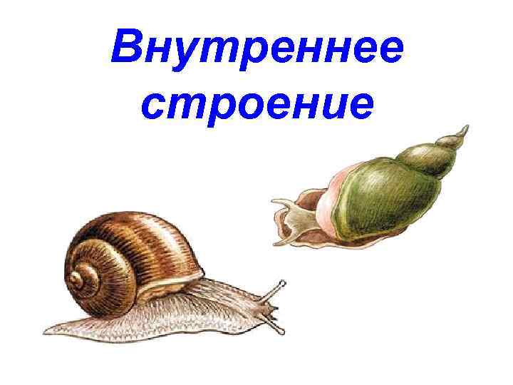 Внутреннее строение 