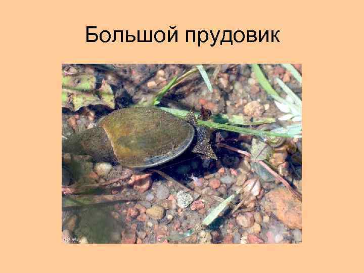 Большой прудовик 