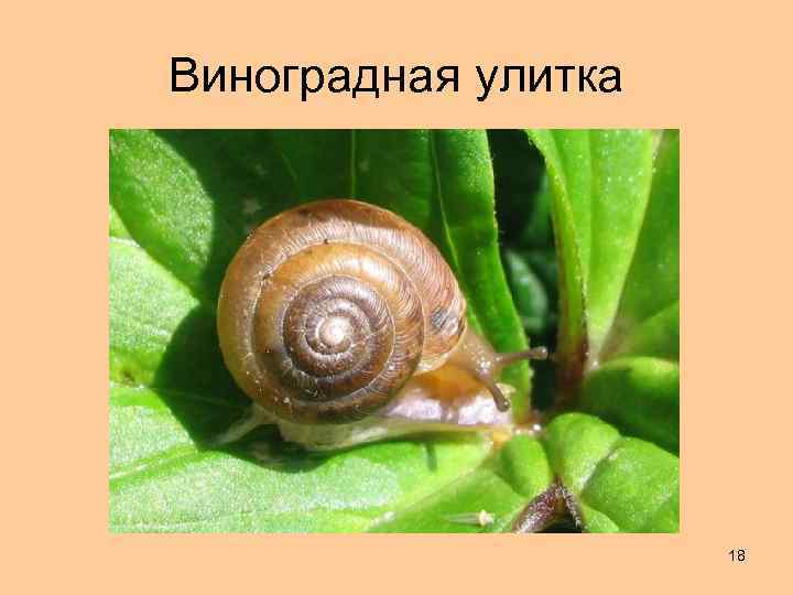 Виноградная улитка 18 