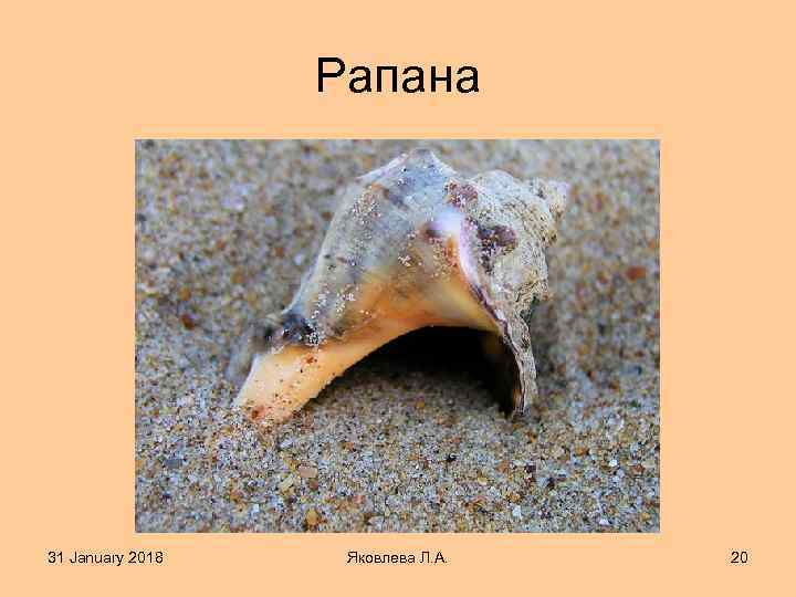 Рапана 31 January 2018 Яковлева Л. А. 20 