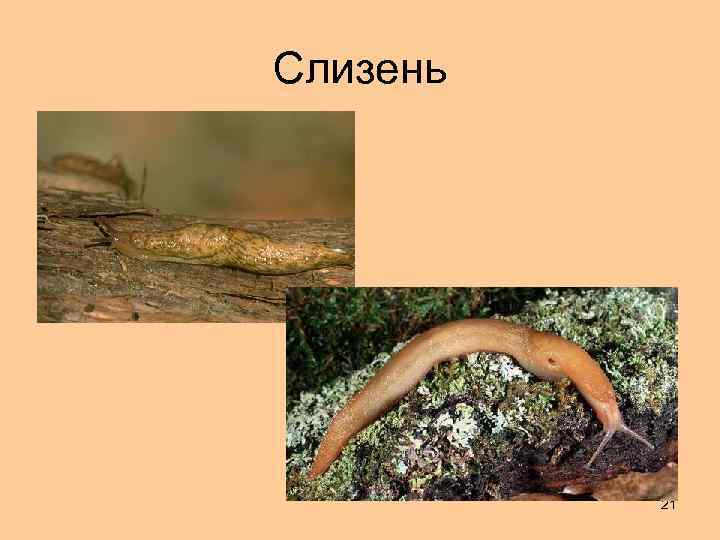 Слизень 21 